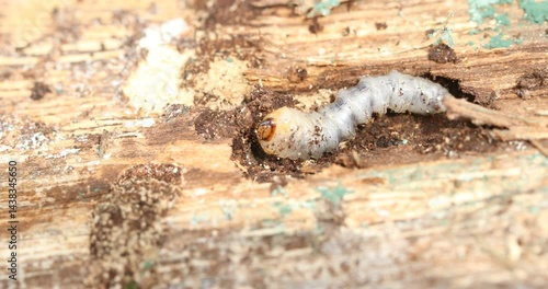 Detailed macro close-up of a wood-boring beetle larva grub on decaying wood