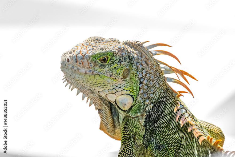 Obraz premium A Green Iguana (Iguana iguana) also known as American Iguana on a dock in the Florida Keys, USA.