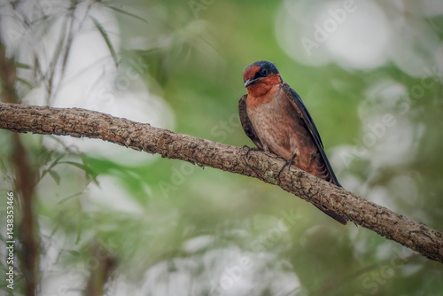 Bild auf Leinwand Pacific Swallow or Hill Swallow (Hirundo tahitica)