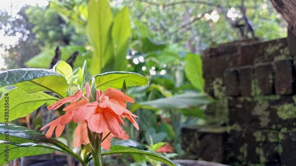 Obraz premium Bright Tropical Blooms: Peach Firecracker Flowers (Crossandra infundibuliformis) Detailed View