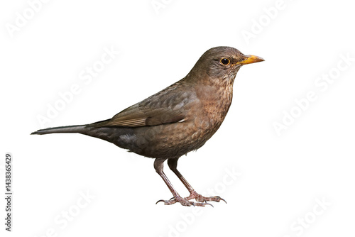 Common blackbird female isolated (Turdus merula). 