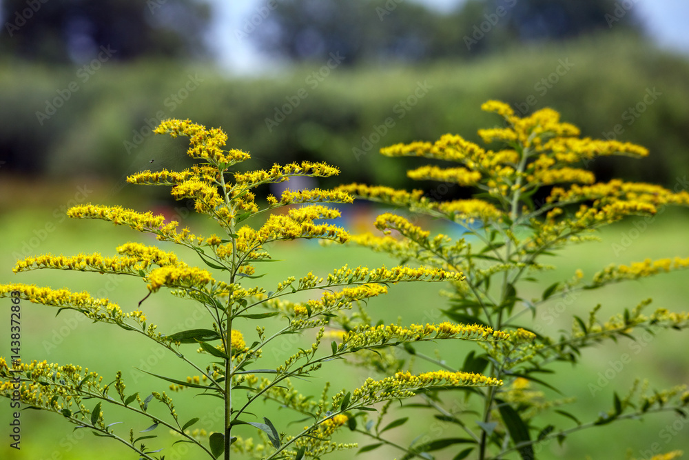 two flowering plants with tiny, bright yellow flowers on green stems and leaves, with a blurred green landscape in the background.