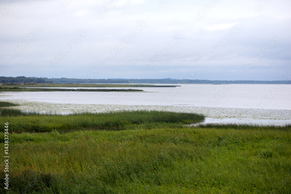 a large body of water with a grassy shore, where reeds and other aquatic plants grow, under a cloudy sky.