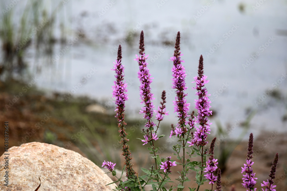 several purple-flowering loosestrife (Lythrum salicaria) near the shore of a body of water with rocks and grass.