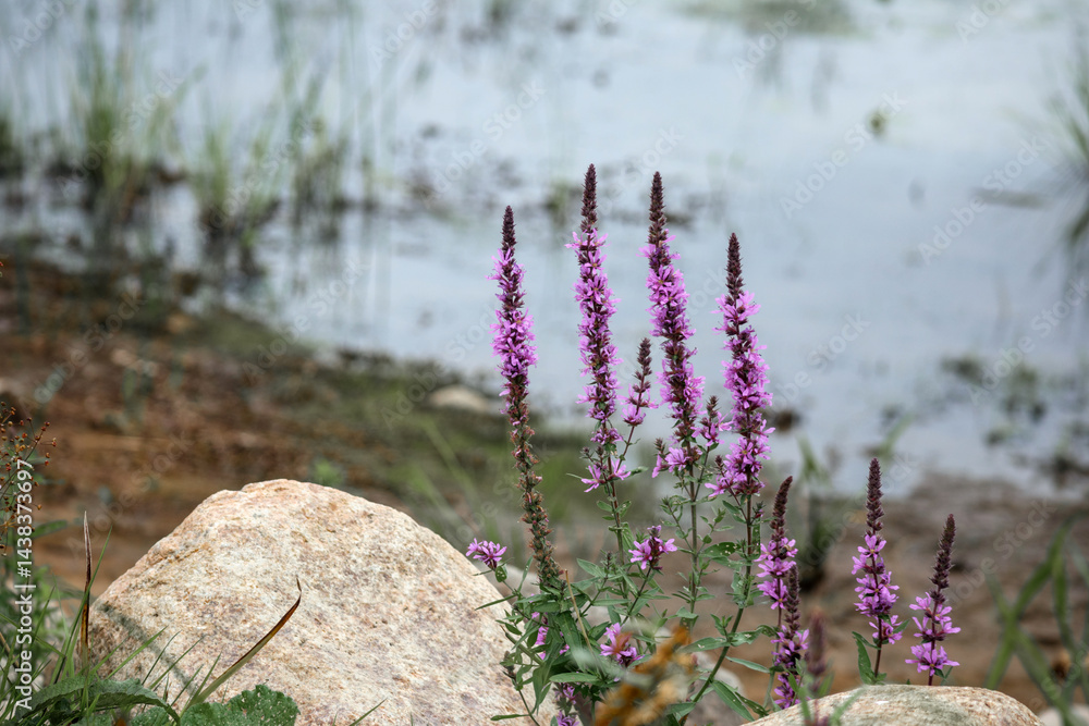 several purple flowering plants, probably purple loosestrife (Lythrum salicaria), growing on the shore of a body of water with rocks and grass.