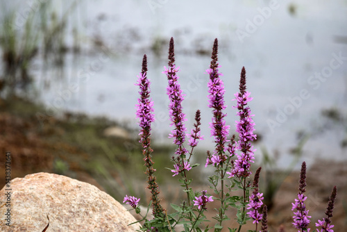 Obraz na płótnie
several purple-flowering loosestrife (Lythrum salicaria) near the shore of a body of water with rocks and grass. w salonie