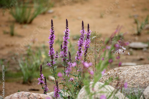 
several purple flowering plants with pointed flower spikes, probably purple loosestrife (Lythrum salicaria), growing among rocks and sand.