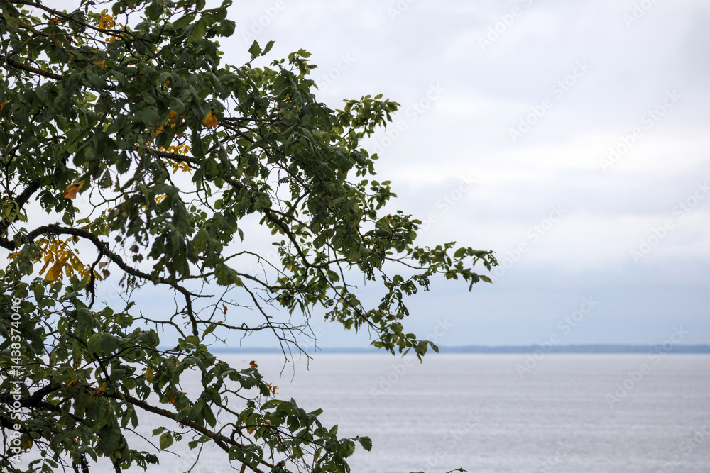 Tree branches with green leaves framing a peaceful waterscape with a bright sky.