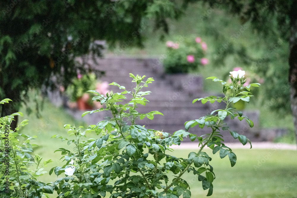 Green plants with white flower buds in the foreground, and in the background, blurred stone stairs with pink flowers and greenery.