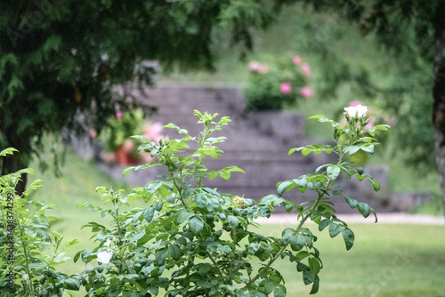 Obraz na płótnie
Green plants with white flower buds in the foreground, and in the background, blurred stone stairs with pink flowers and greenery. w salonie
