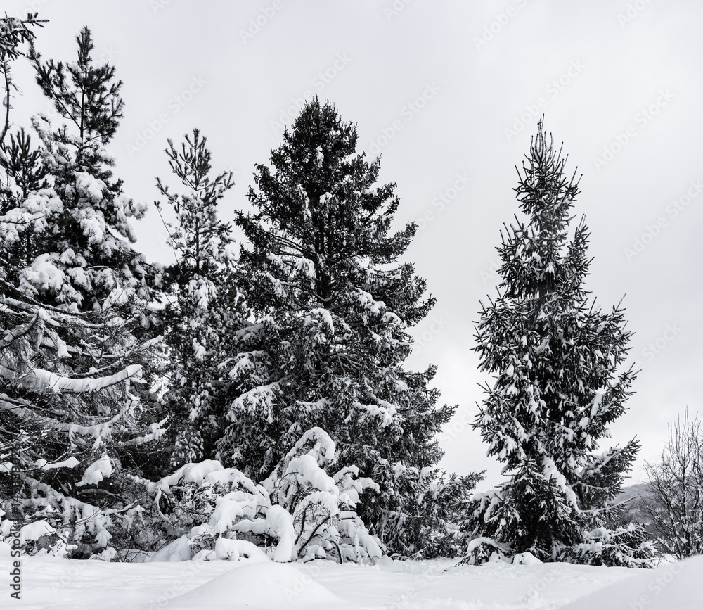 Winterlandschaft im Harz