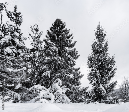 Obraz na płótnie Winterlandschaft im Harz w salonie