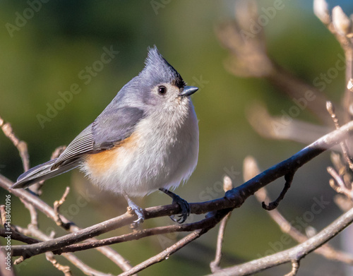 Wallpaper Mural Tufted Titmouse Torontodigital.ca
