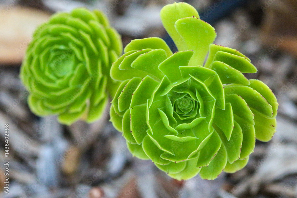 Obraz premium Vibrant Flowers and Botanical Beauty of Madeira Island