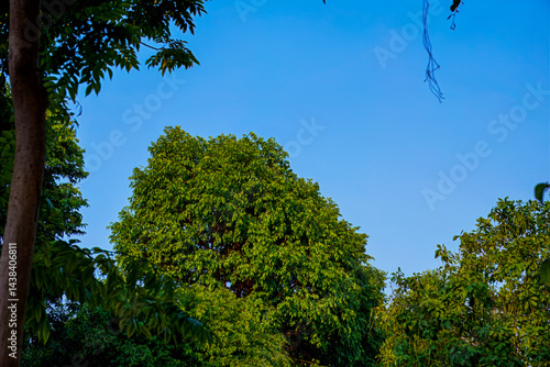 Lush green trees against a bright blue sky in daylight