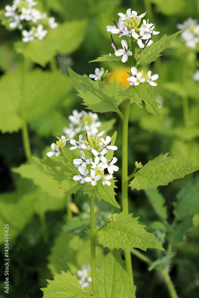 Horse garlic (Alliaria petiolata) grows in the wild Horse garlic (Alliaria petiolata) grows in the wild
