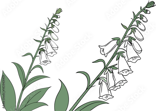 Colorful Foxglove Blossom Illustration
