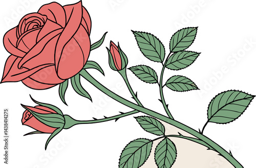 Romantic Rose Flower Illustration