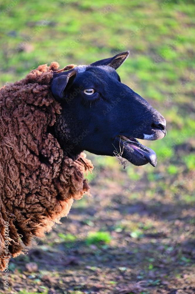 Fototapeta premium Sheep grazing in the field. Concept for animals and agriculture.