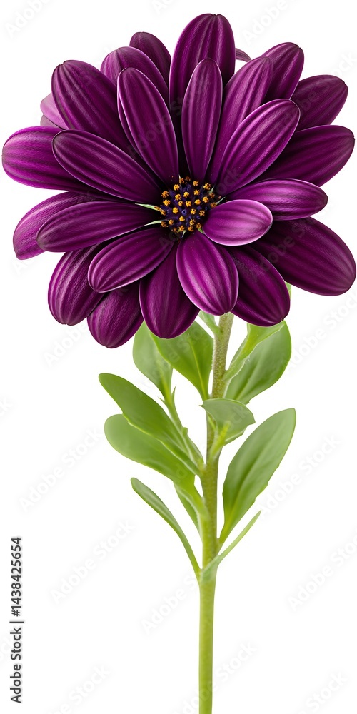 Obraz premium Vibrant purple flower with green stem and leaves, isolated on white