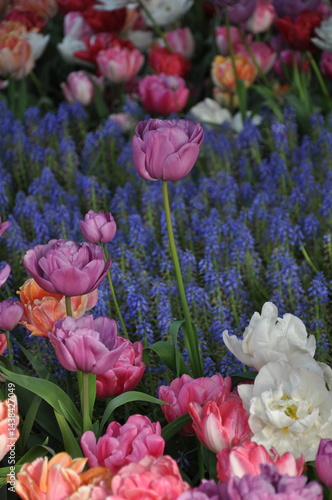 Colorful spring tulips and blue hyacinth flowers