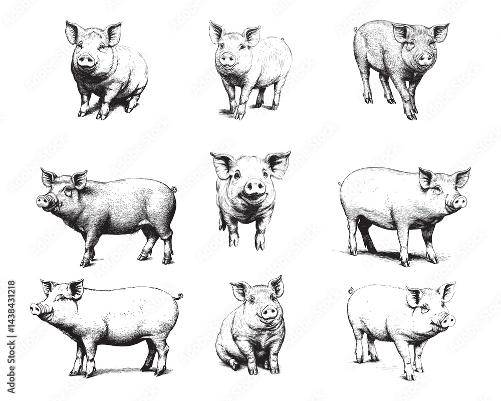 Set of pigs sketch isolated on white background - farm animal Set of pigs sketch isolated on white background - farm animal