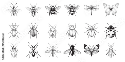 insect set vector design isolated on white background