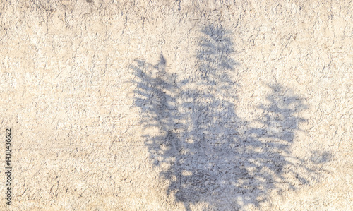 Tree shadow on textured wall. Neutral tones, evokes calmness and serenity