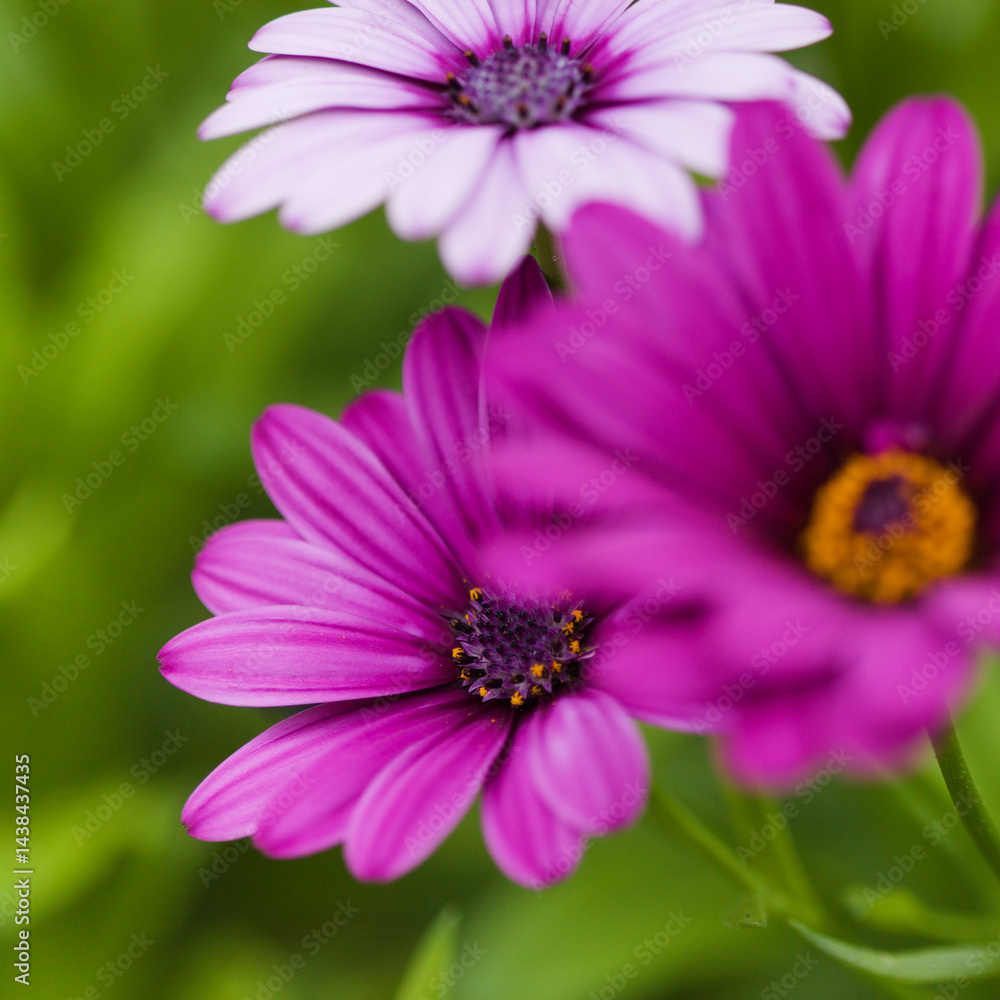 flowering Osteospermum, African daisy natural floral background flowering Osteospermum, African daisy natural floral background