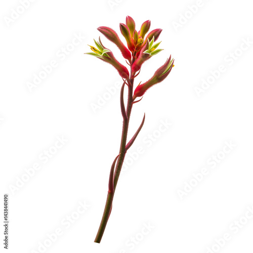 Kangaroo Paw Flower