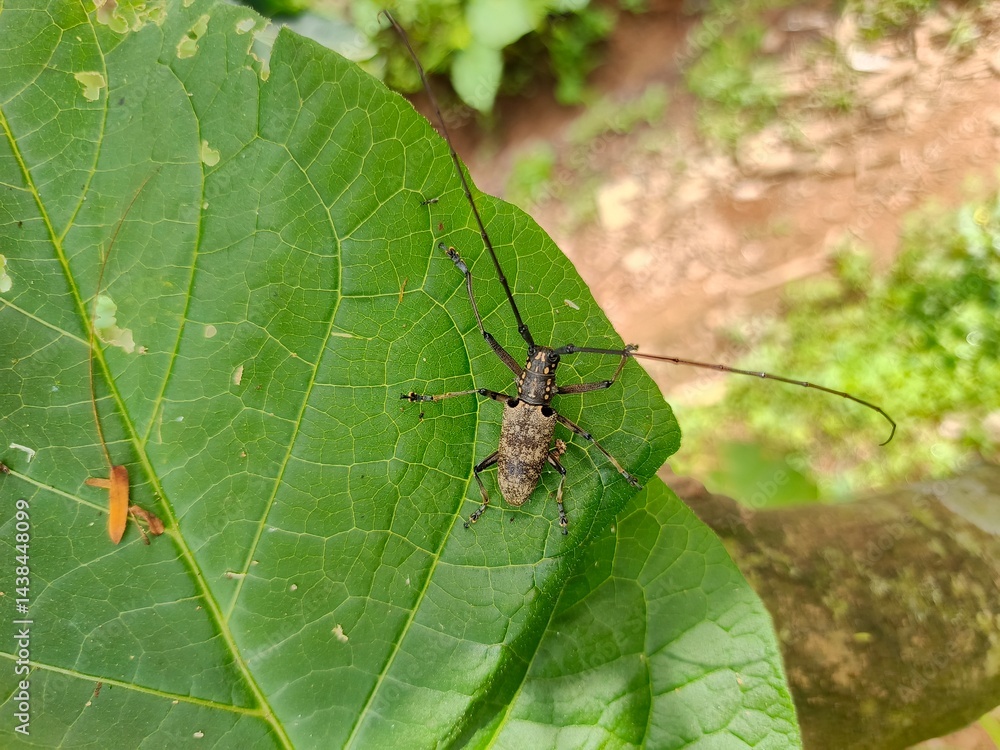Fototapeta premium bug on leaf