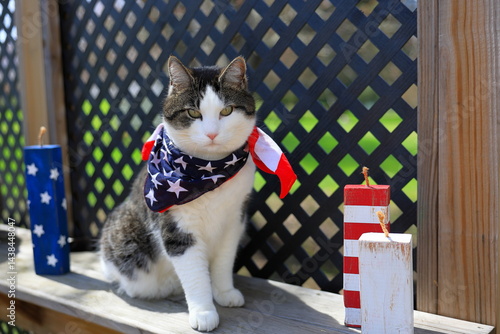Attractive black and white cat sits outside, beside firecrackers, wearing an American Flag bandana