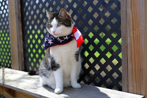 Attractive black and white cat sits outside, beside firecrackers, wearing an American Flag bandana