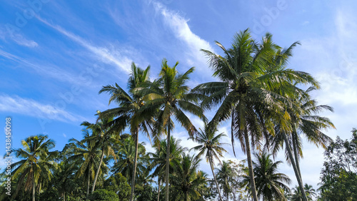 Wallpaper Mural Tall coconut palm trees under a bright blue sky with scattered clouds in a tropical landscape. Torontodigital.ca