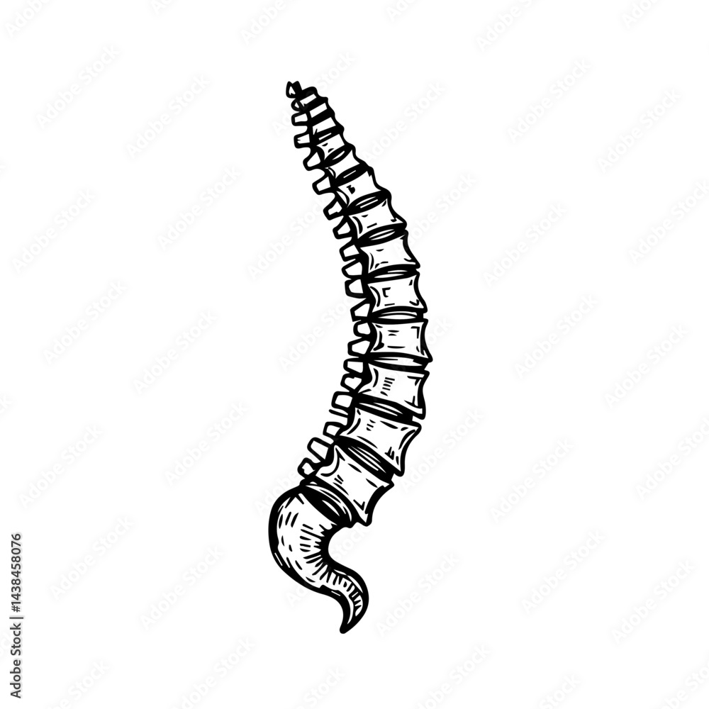 Spine sketch, anatomical illustration, monochrome, for medical education Spine sketch, anatomical illustration, monochrome, for medical education