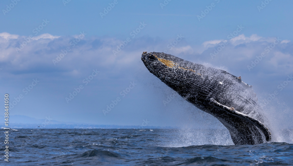 Fototapeta premium humpback whale breaching , Santa Barbara 