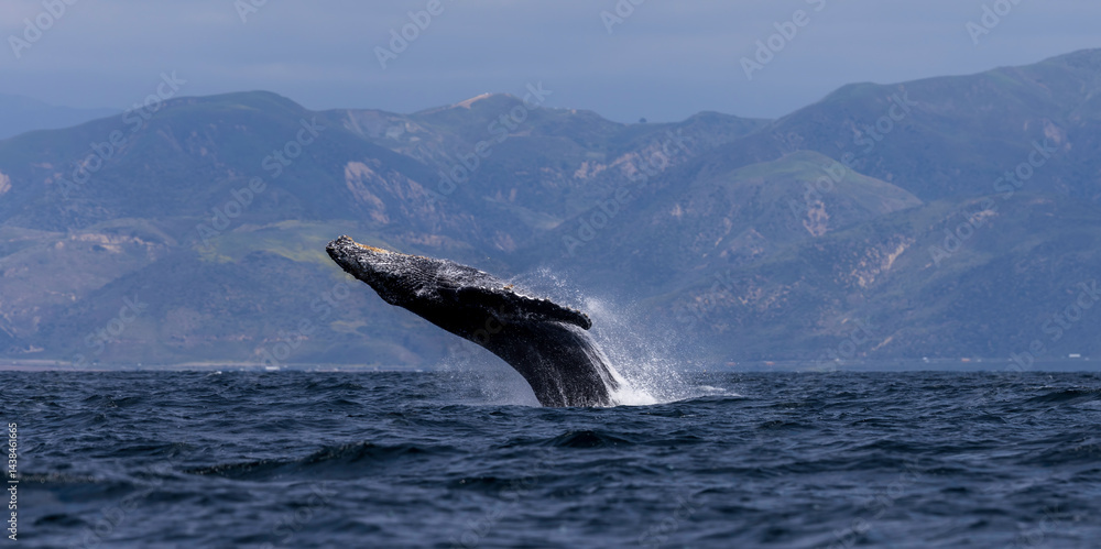 humpback whale in the sea, humpback breach , Santa Barbara