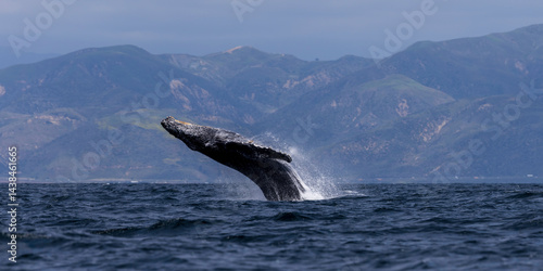 Obraz na płótnie humpback whale in the sea, humpback breach , Santa Barbara w salonie