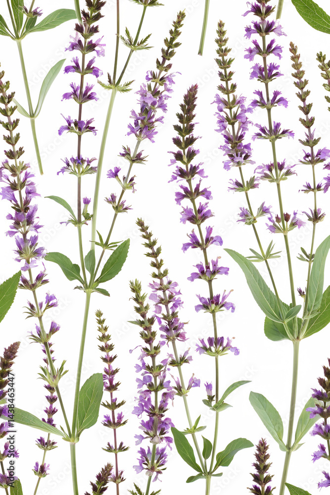 Fototapeta premium salvia officinalis flowers seamless pattern