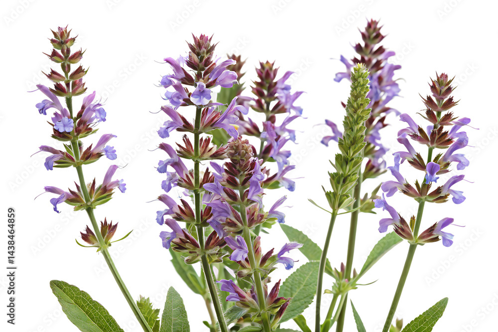 Naklejka premium common sage isolated on white background