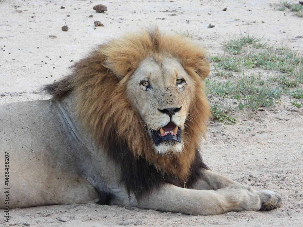 Naklejka premium Male Lion seen from an open vehicle safari