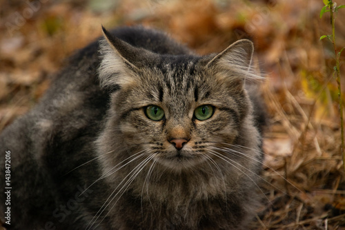 Wallpaper Mural A curious cat exploring the autumn forest, surrounded by colorful fallen leaves and warm sunlight. Torontodigital.ca
