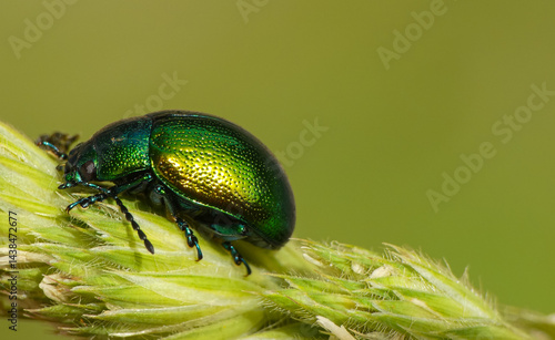 Golden beatle