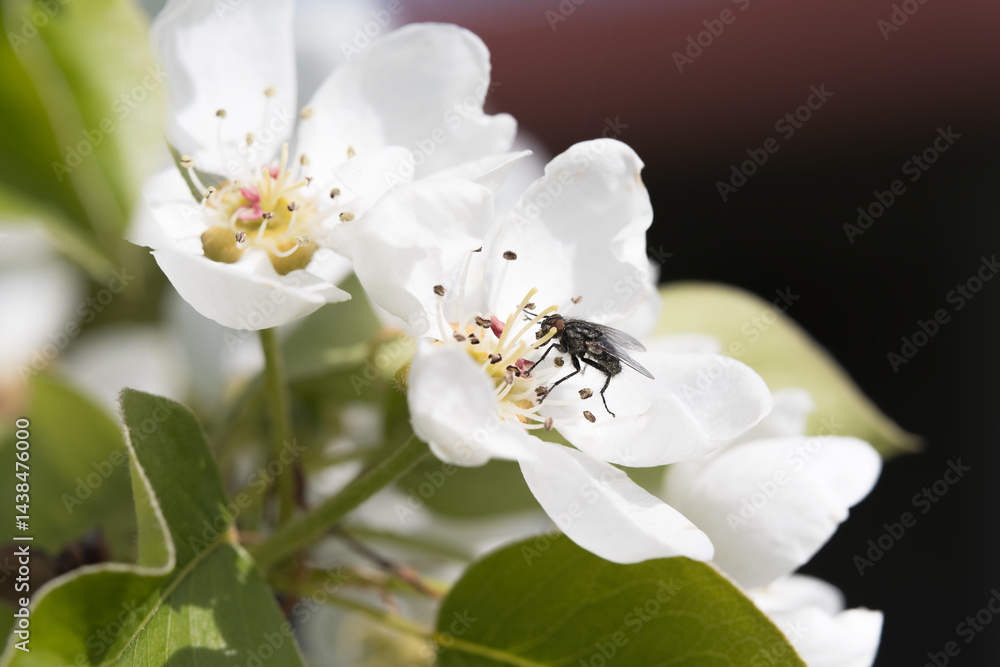 Obraz premium Fruit berry tree flower buds from close range