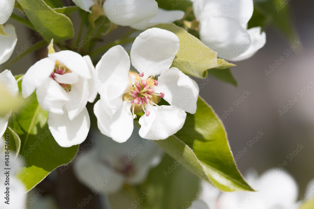 Obraz premium Fruit berry tree flower buds from close range