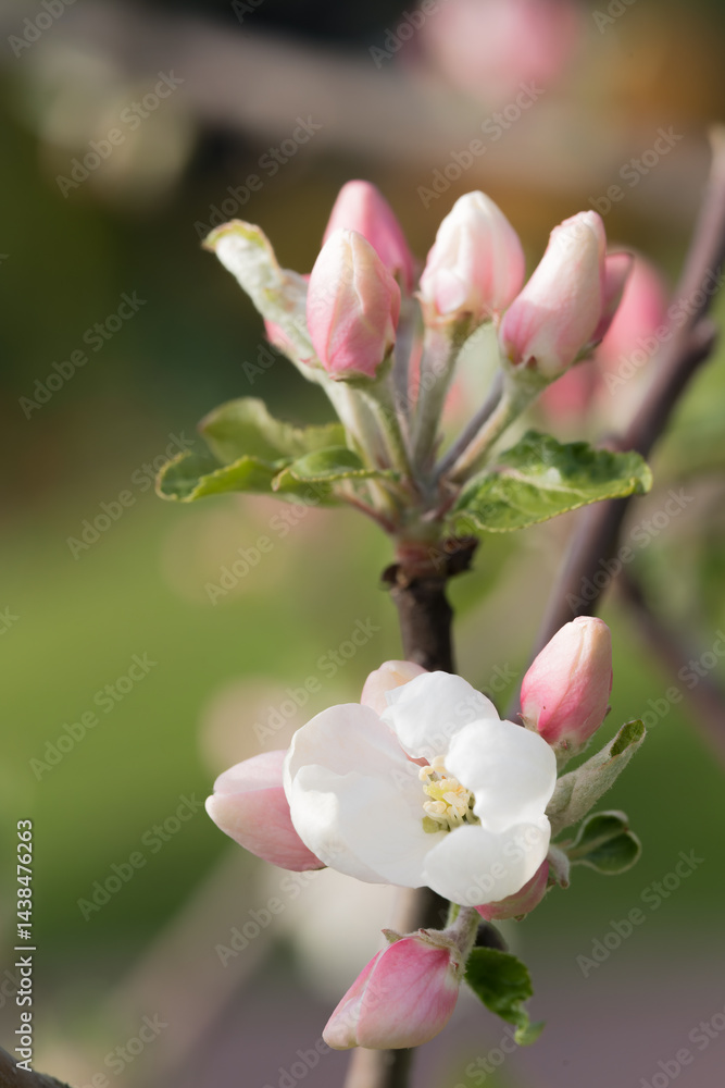 Obraz premium Fruit berry tree flower buds from close range