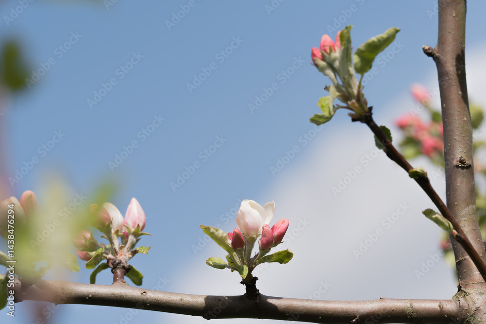 Obraz premium Fruit berry tree flower buds from close range