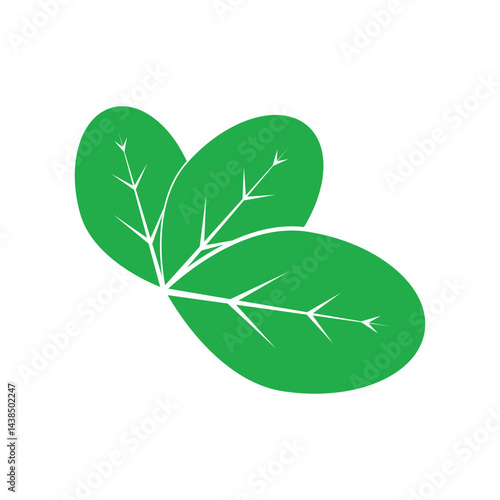 moringa leaves icon vector illustration template design