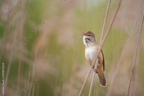 A small warbler bird is captured mid-song while perched on a tall reed stalk in a natural environment. The soft, blurred green and beige background emphasizes the bird’s detailed plumage.