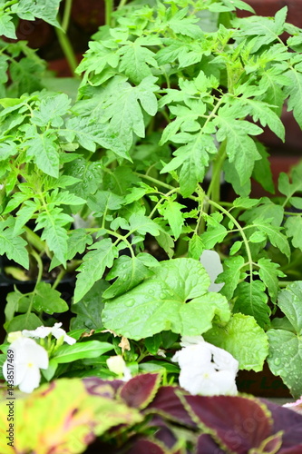 Wallpaper Mural Garden Plants Torontodigital.ca